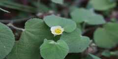 Abutilon crispum